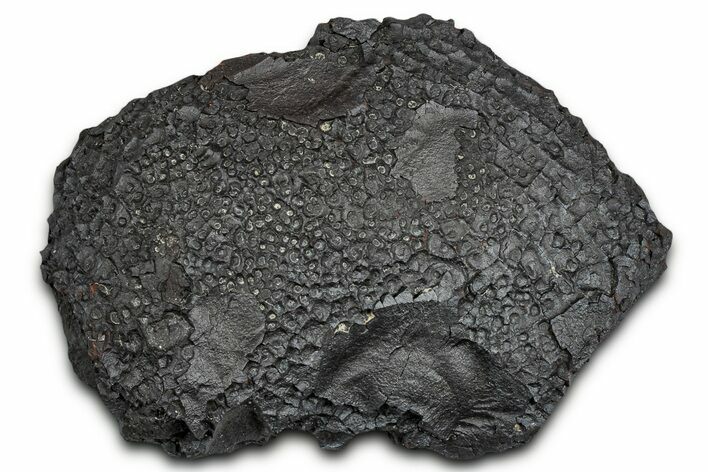 Dragon Scale Stone (Iron, Manganese, Siderite Nodule) #330297